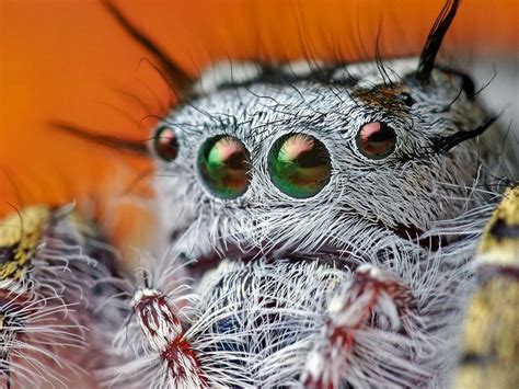 Acrylic Face Mounted Prints Crazy Eyes Spider Man Legs Web Scary Cool ...