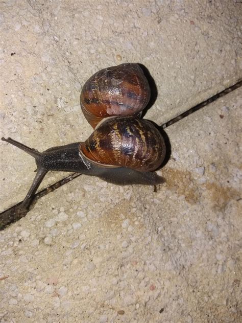 This Snail I found with a parasitic twin : r/mildlyinteresting