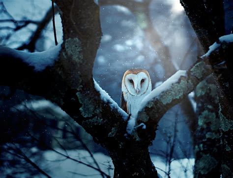 HD wallpaper: barn owl | Wallpaper Flare