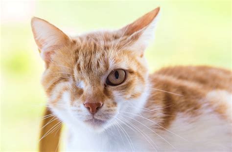 Cat Eye Conditions and Diseases | PetMD