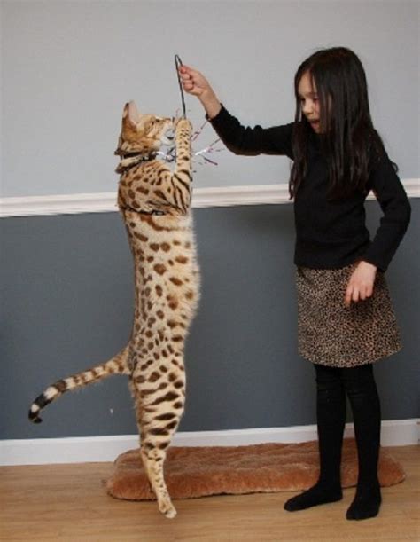 How To Calm Down A Bengal Cat | lagoncatinfo