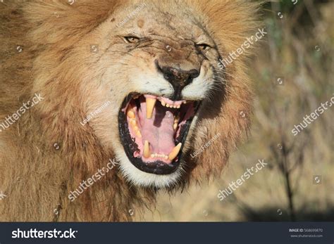 Male Lion Roaring Close Stock Photo 568699870 | Shutterstock