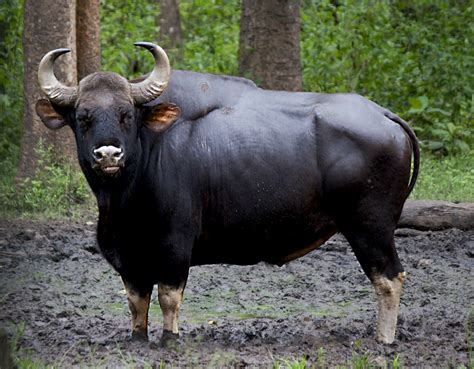 Endangered Species in India- Bison (Gaur) | Latest Tamil News