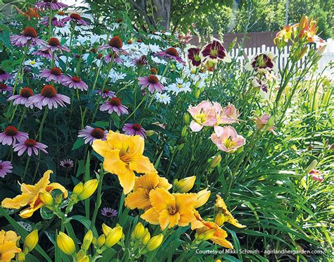 How to Grow Great Daylilies | Garden Gate