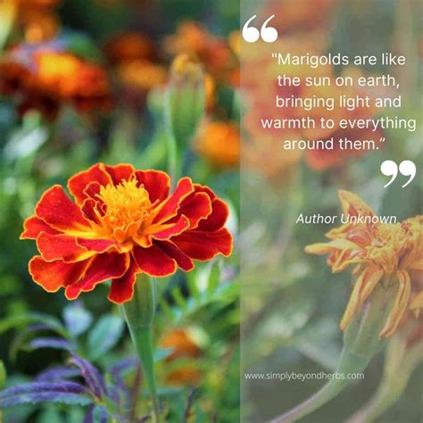 Marigold Flower Meaning and Symbolism. - SimplyBeyondHerbs