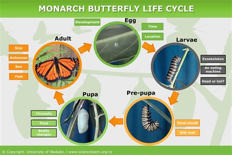 Monarch butterfly life cycle — Science Learning Hub