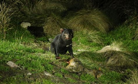 australia-tasmanian-devil-night-tt