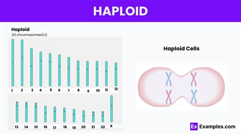 Haploid - Definition, Cells, Symbol, Number & Characteristics %%sep ...