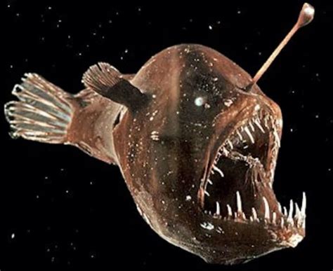 Humpback anglerfish: Characteristics, habitat reproduction and more...