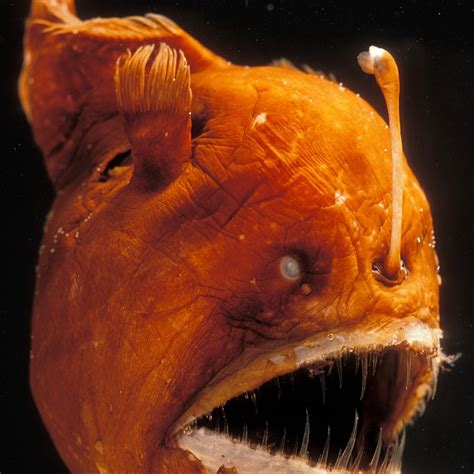 25 Amazing Humpback Anglerfish Fun Facts