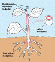 ExamplesOf.net: Examples of Apical Meristems / Intercalary Meristems ...