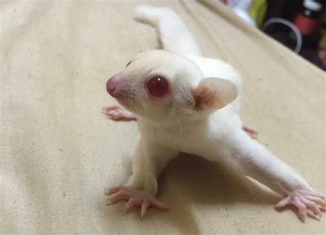 Paw Time! : Albino Sugar Gliders