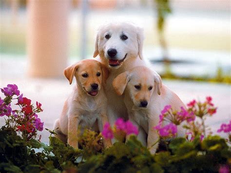 WallpaperfreekS: HD Cute Dogs Wallpapers 1600X1200