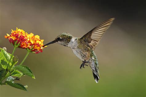 Flowers to Attract Hummingbirds: Best Choices