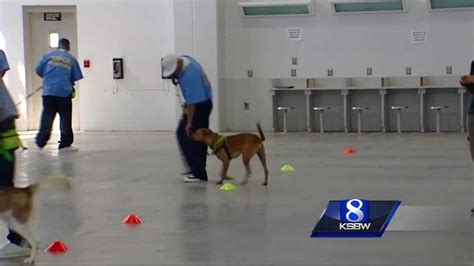 Soledad prison inmates train shelter dogs