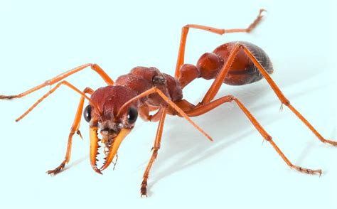 Are Bulldog Ants The Only Australian Ant Species