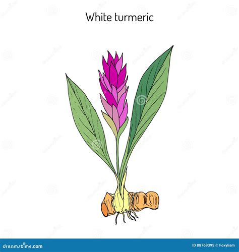 Curcuma Zedoaria, Zedoary, White Turmeric Stock Vector - Illustration ...