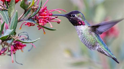 Discover When Hummingbirds Leave South Carolina