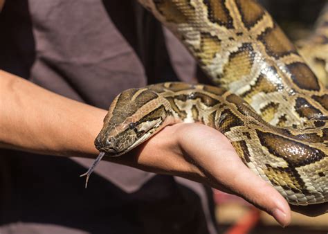 How Long Does A Burmese Python Live? - ReptileStartUp.com