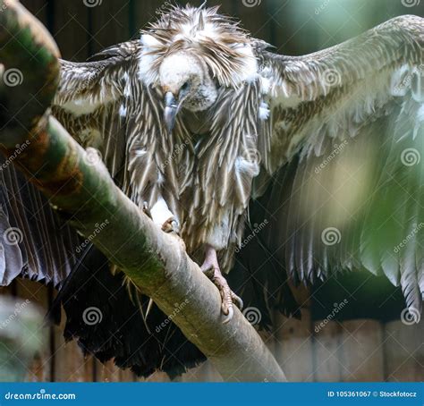 Himalayan griffon vulture stock image. Image of mountain - 105361067