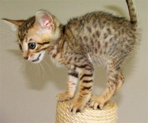 Serengeti Cat Info, Temperament, Care, Training, Pictures