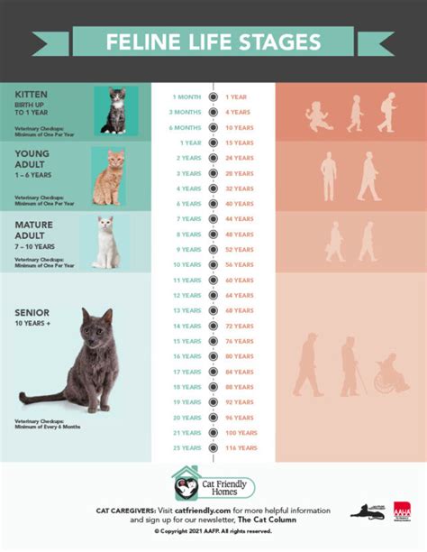 Cat Life Stages: What To Expect As Your Kitty Enters Each Phase