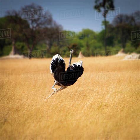 Ostrich Male Running Ostrich Male Running Ngorongoro