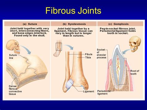 Three Types Of Fibrous Joints