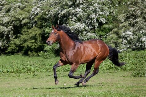 What Age to Start Riding a Quarter Horse: Key Factors & Tips ...