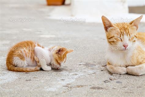 Mother-cat and its sleeping red kitten Stock Photo by ©Anita_Bonita ...