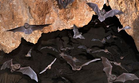 Habitat - All About Bats