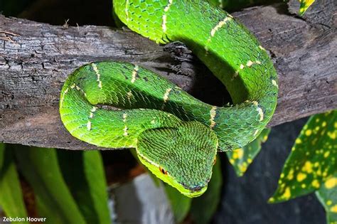 Philippine Arboreal Viper - Tropidolaemus subannulatus - VENOMOUS | Jpg ...