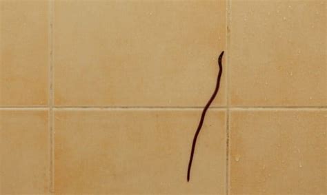 How to Get Rid of Black Worms in Bathroom - 4 Effective Ways