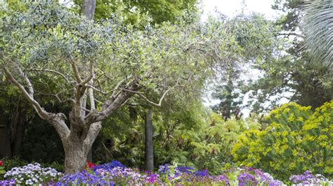 Olive tree care and growing guide: top tips | Homes & Gardens