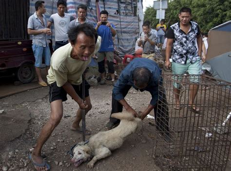 Yulin Dog Meat Festival 2016: What is it? When and where does it happen ...