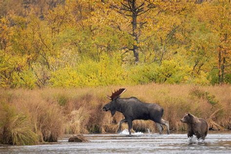 Wildlife in Alaska - All About Alaska's Wildlife | Travel Alaska