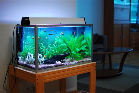 fish tank | Freshwater Aquarium Talk