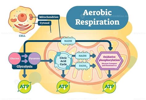 Aerobic Respiration bio anatomical vector illustration diagram - VectorMine