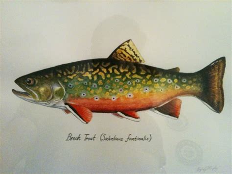 CATCH AND RELEASE: My first Brook Trout Painting