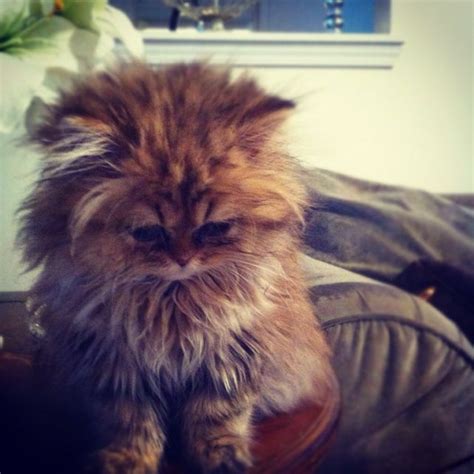 Persian Cat Lion Face - Pets Lovers