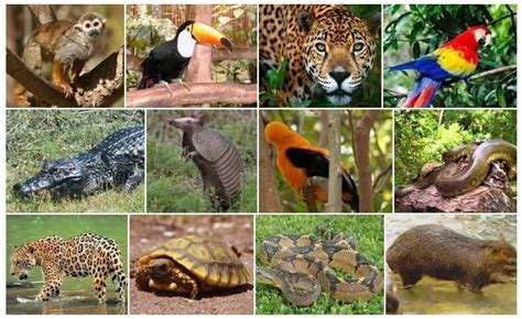 [45+] Animales Selva Selva Peruana Fauna Ninos Animales Selva Selva ...