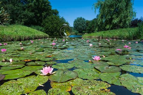 Wedding Venue in Dorchester, Sculpture by the lakes | UKbride