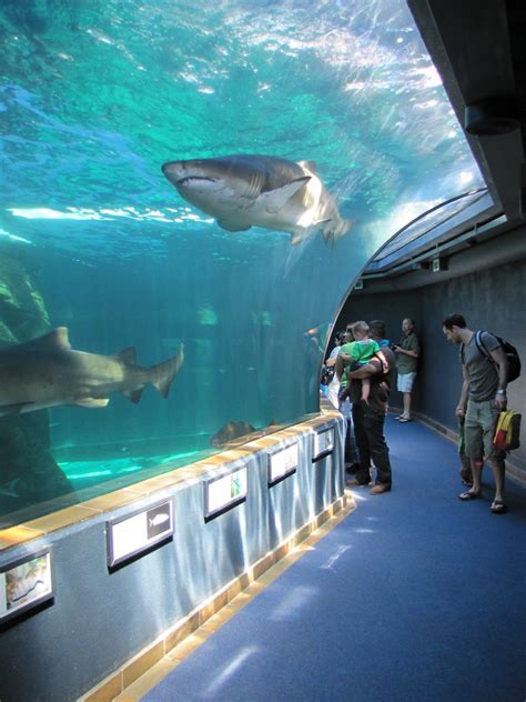 Cincinnati aquarium shark bridge - pussywest