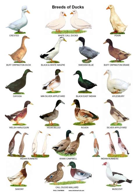 Domestic Duck Breeds With Pictures