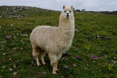 Free photo: Lama - Animal, Camel, Wild - Free Download - Jooinn