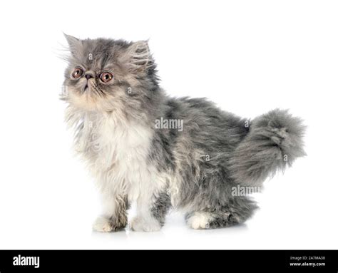 persian kitten in front of white background Stock Photo - Alamy