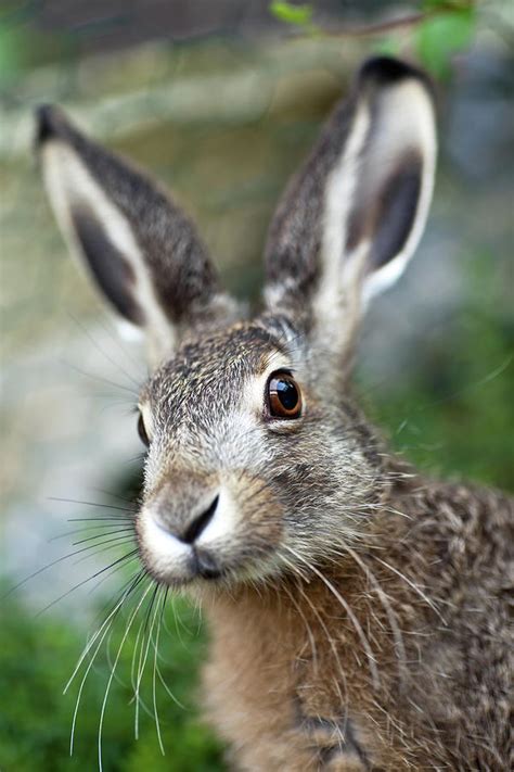 An Up Close Image Of A Brown Baby Hare by Kerkla