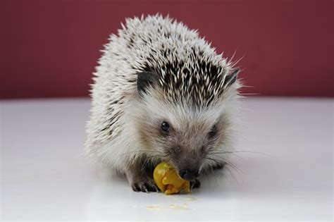 200+ Awesome Boy and Girl Hedgehog Name Ideas - We're All About Pets