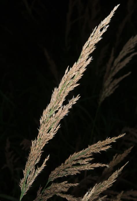 Calamagrostis canadensis (Bluejoint)