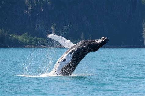 3.5 Hour Kenai Fjords Wildlife Cruise - Seward | Project Expedition